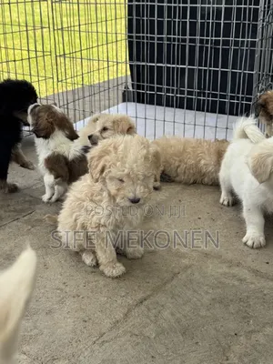 1-3 months Male Purebred Poodle