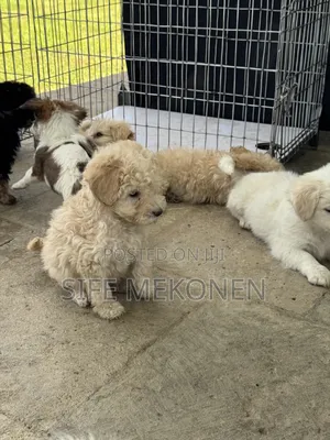 1-3 months Male Purebred Poodle