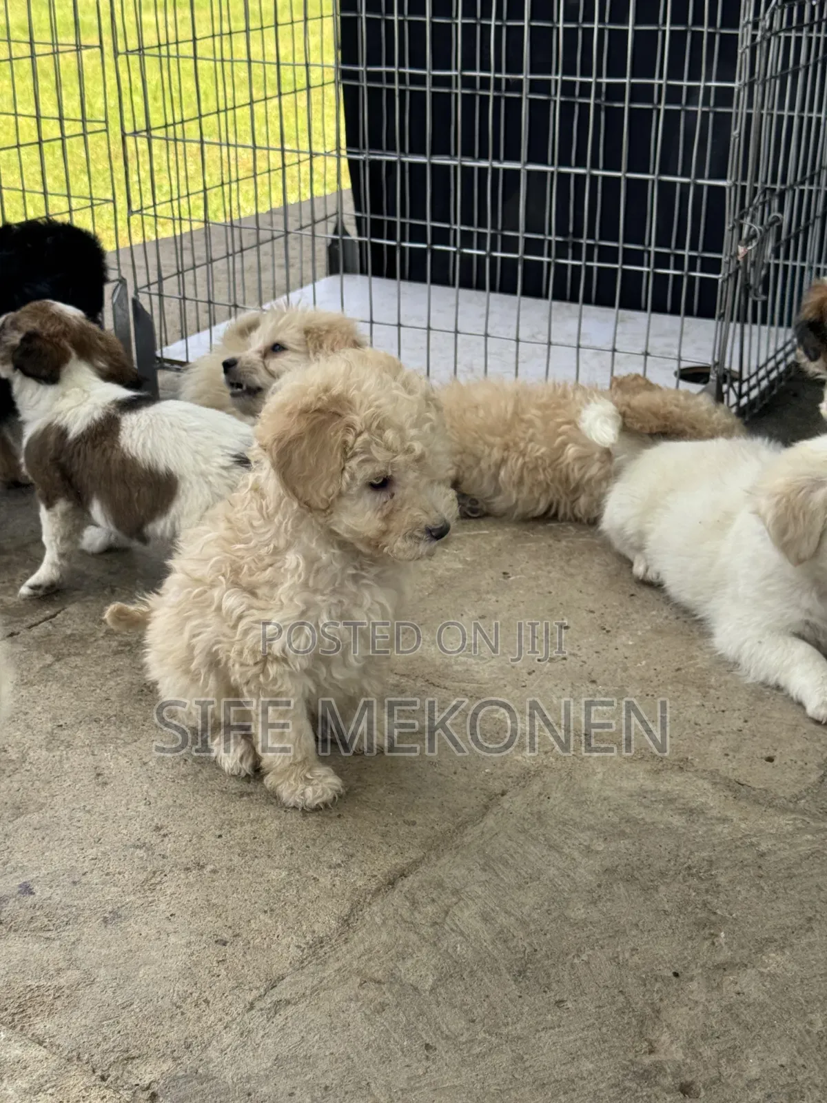 1-3 months Male Purebred Poodle