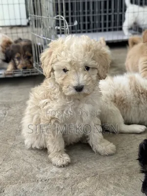 1-3 months Male Purebred Poodle