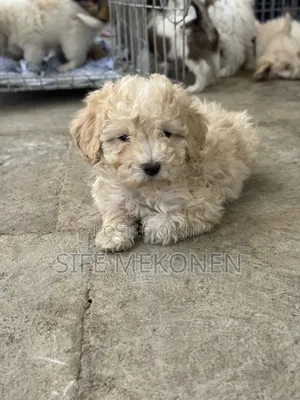 1-3 months Male Purebred Poodle