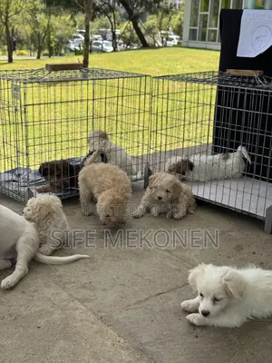 1-3 months Male Purebred Maltese