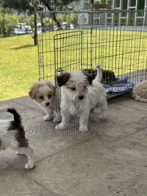 1-3 months Male Purebred Maltese