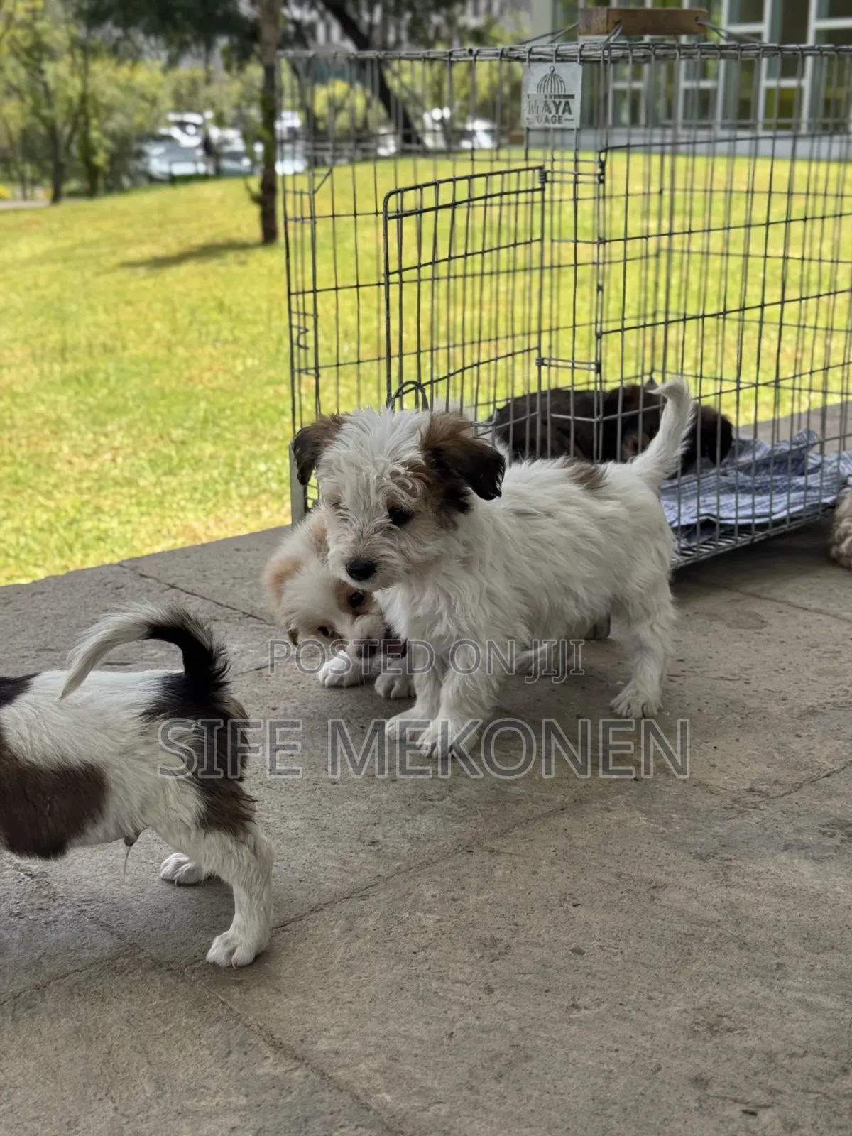 1-3 months Male Purebred Maltese
