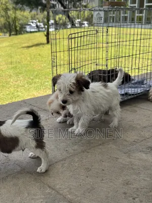 1-3 months Male Purebred Maltese
