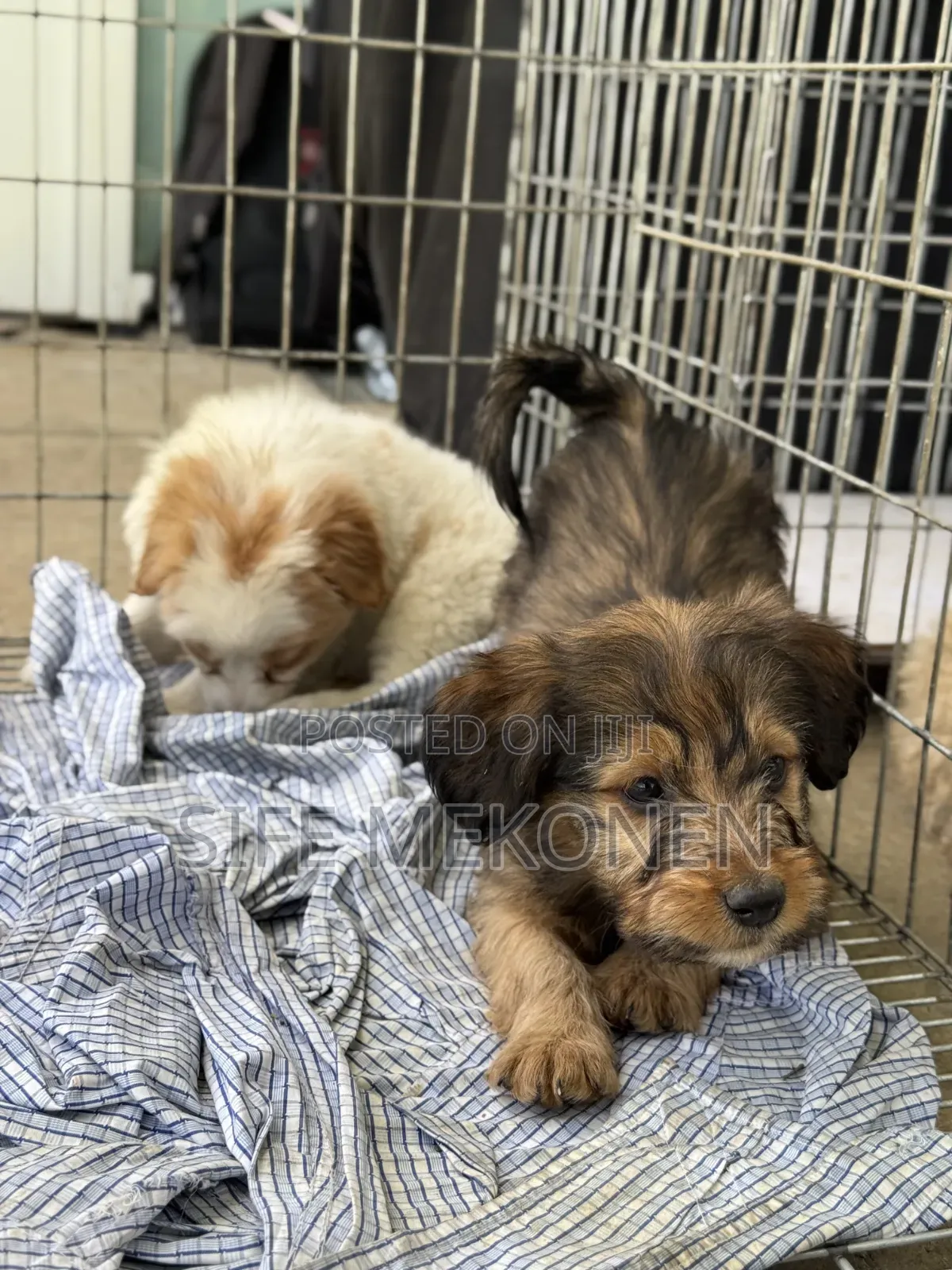 1-3 months Male Purebred Maltese