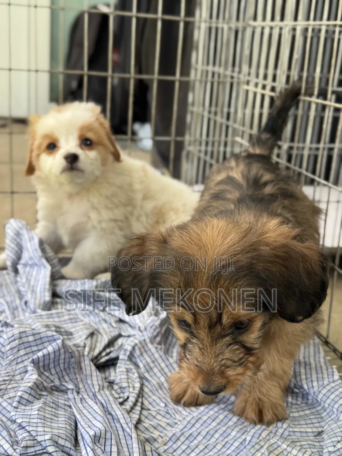 1-3 months Male Purebred Maltese