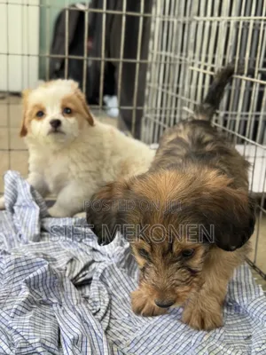 1-3 months Male Purebred Maltese
