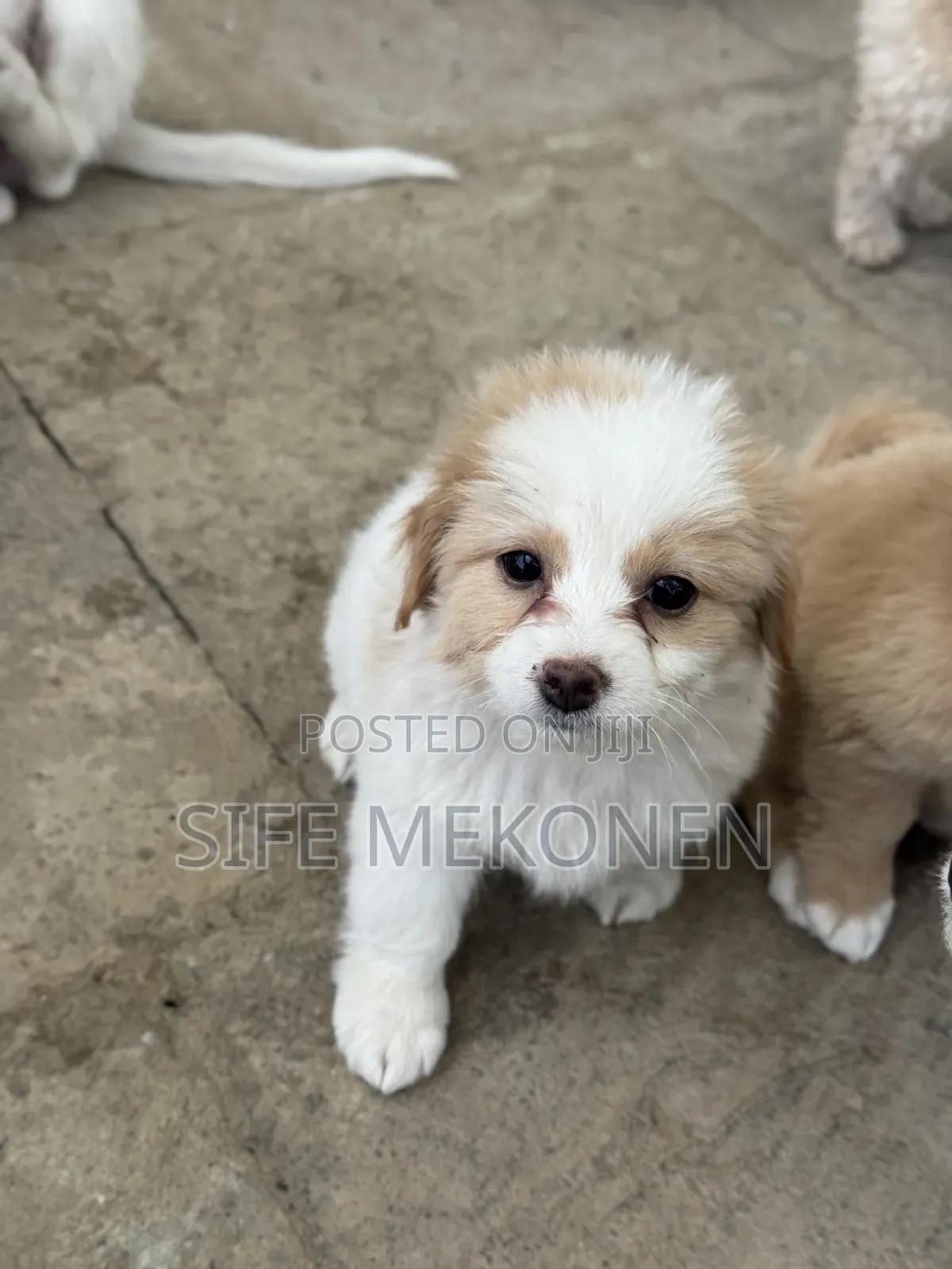 1-3 months Male Purebred Maltese