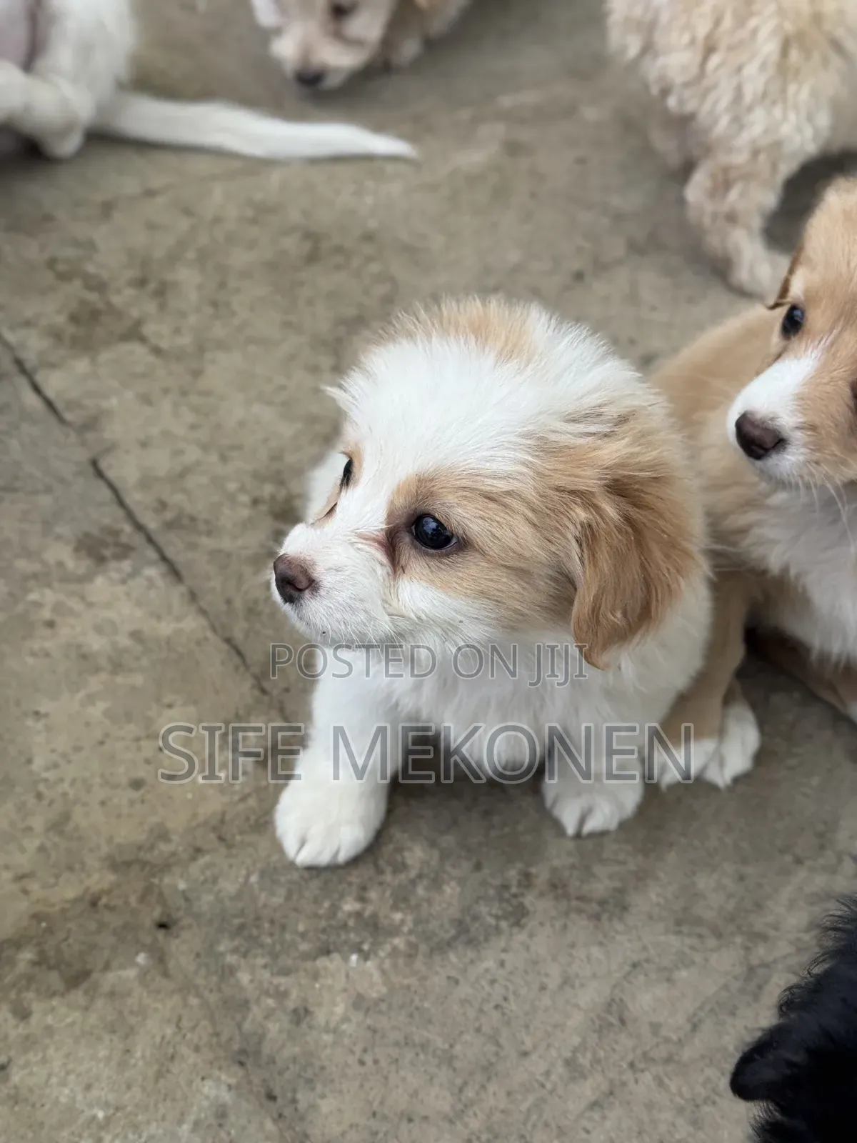 1-3 months Male Purebred Maltese