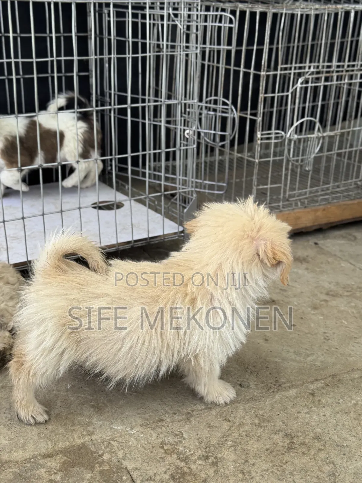 1-3 months Male Purebred Maltese