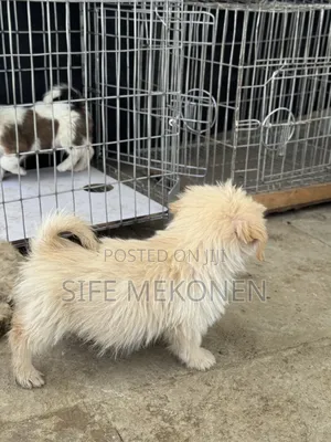 1-3 months Male Purebred Maltese