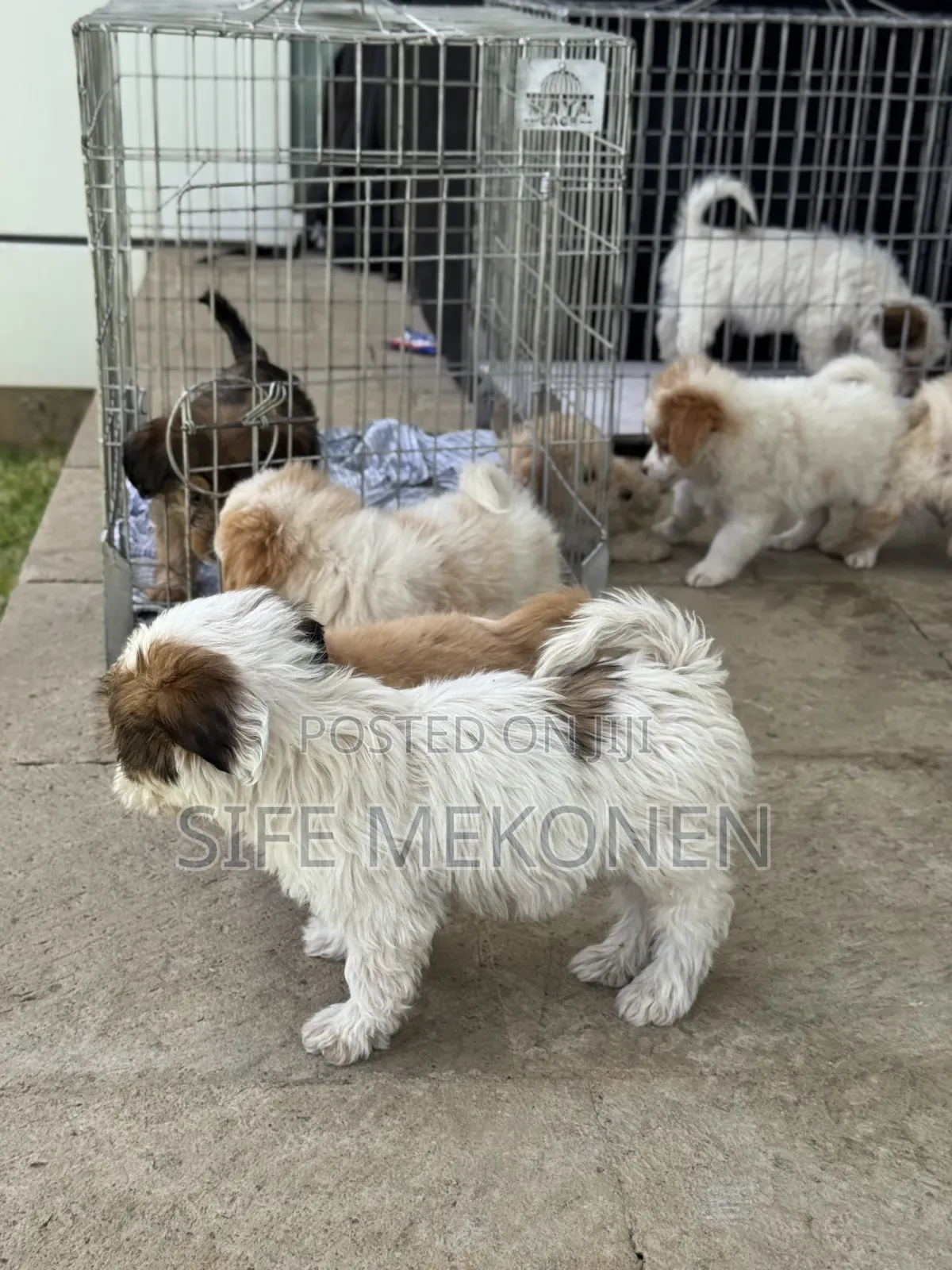 1-3 months Male Purebred Maltese