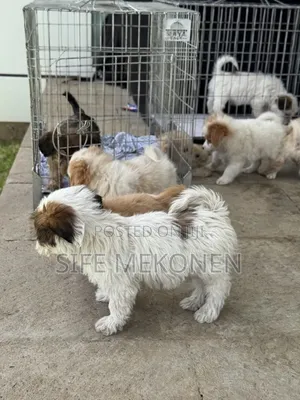 1-3 months Male Purebred Maltese