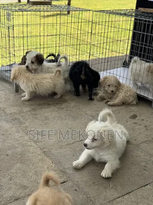 1-3 months Male Purebred Maltese