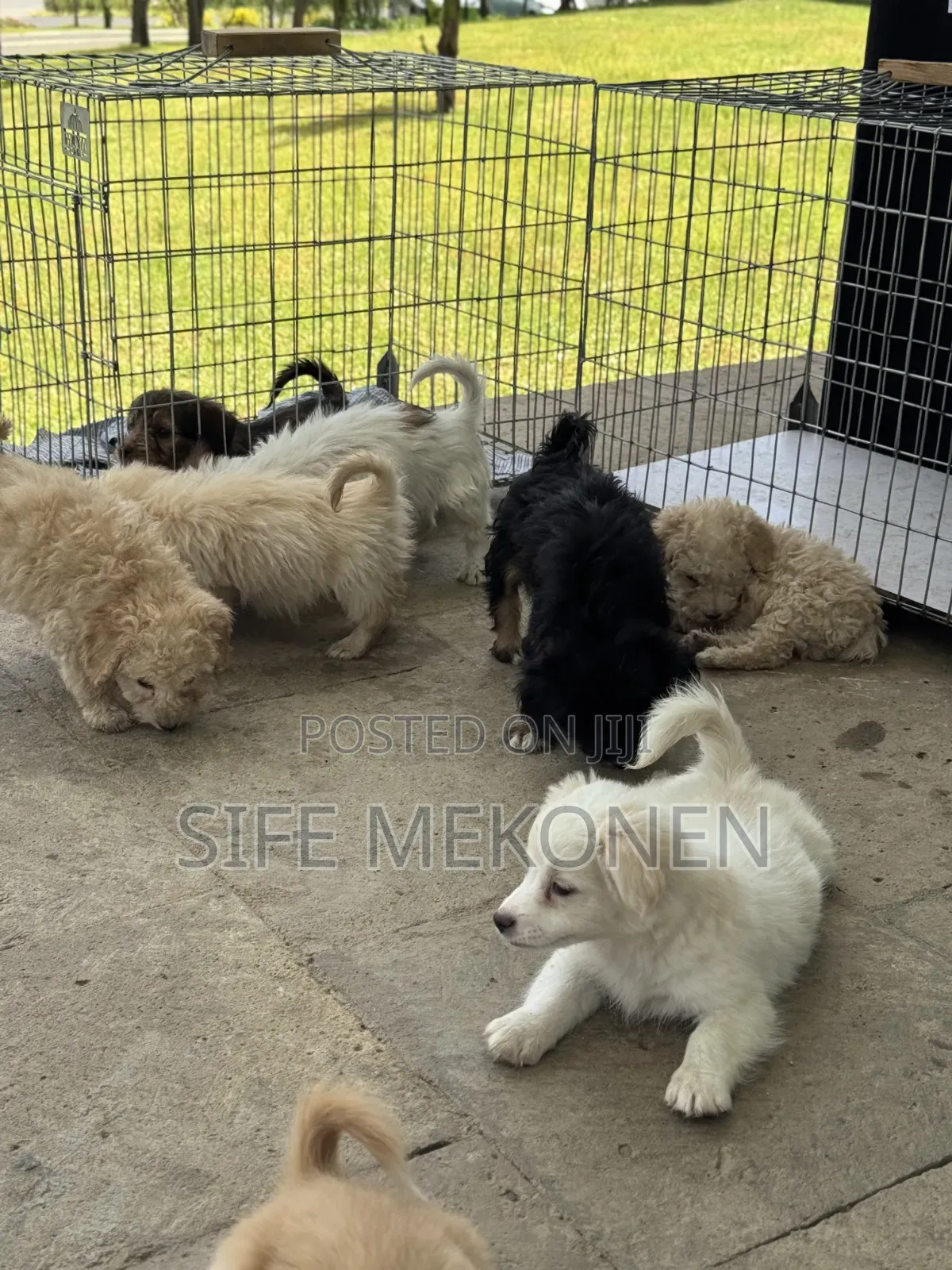 1-3 months Male Purebred Maltese