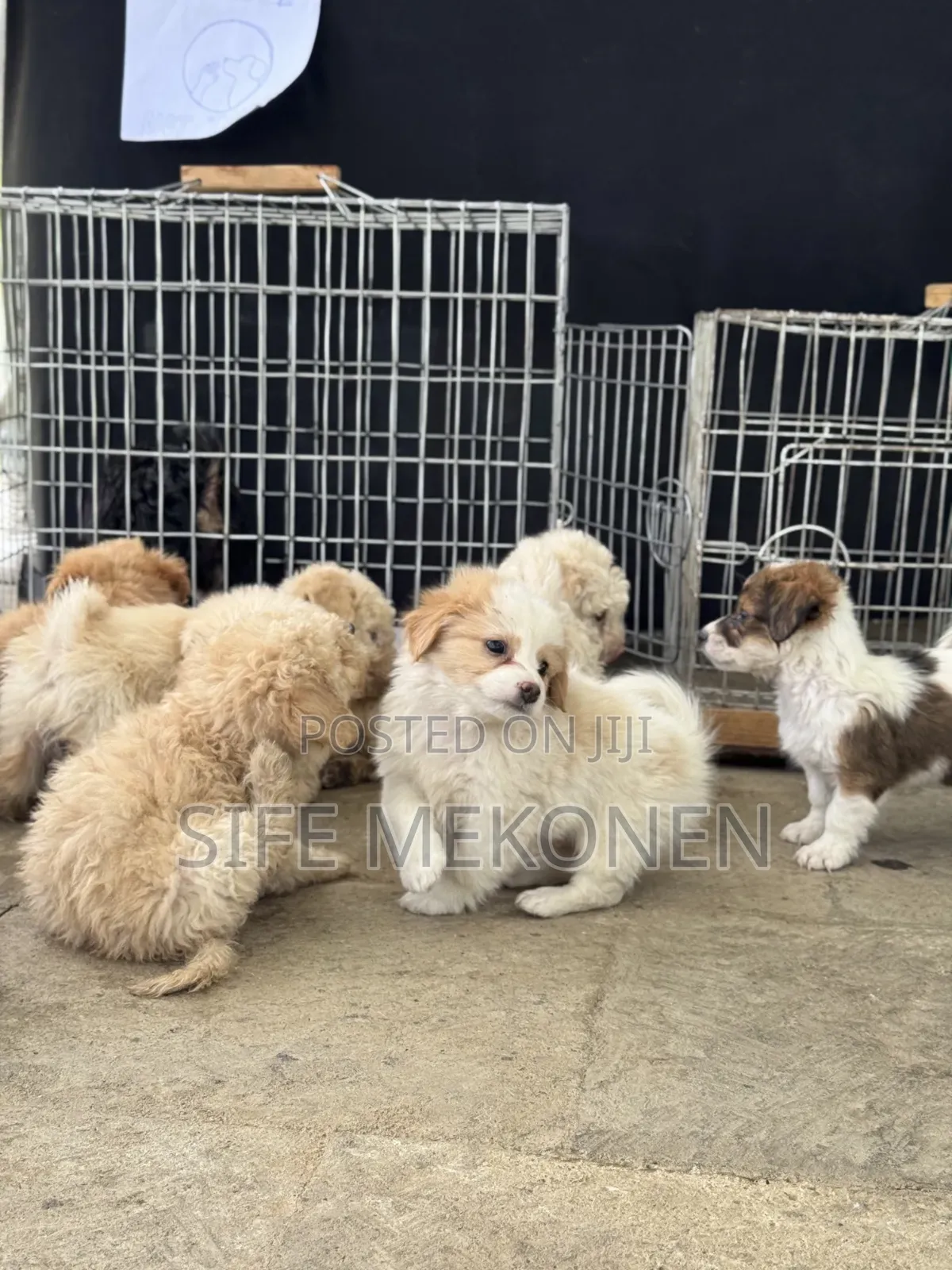 1-3 months Male Purebred Maltese