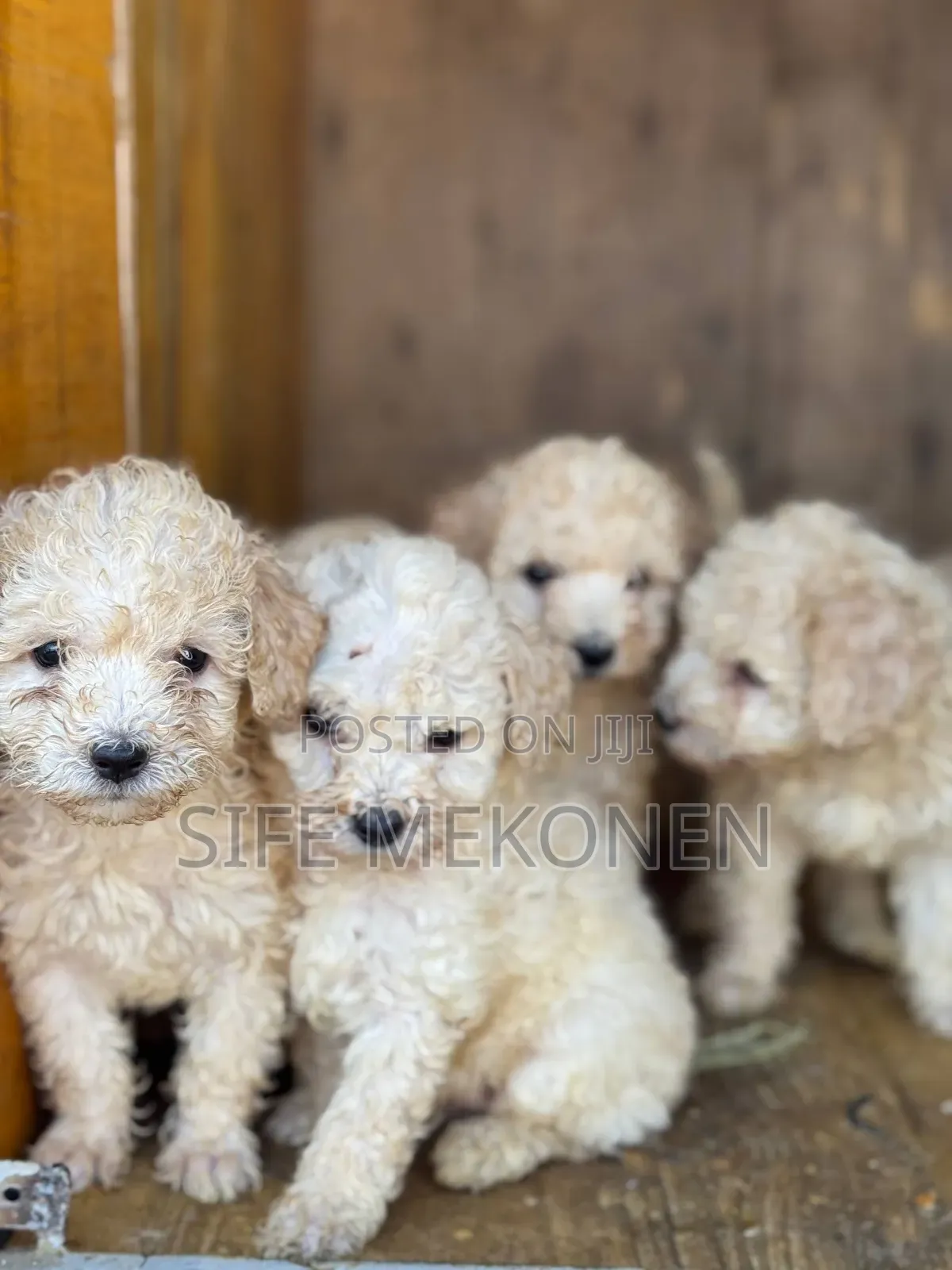 1-3 months Male Purebred Poodle