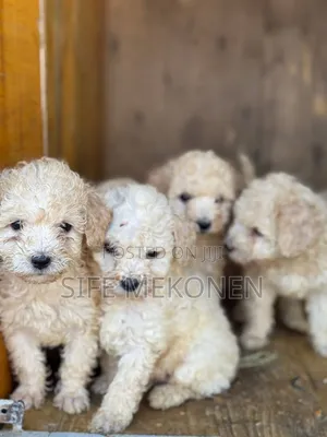 1-3 months Male Purebred Poodle
