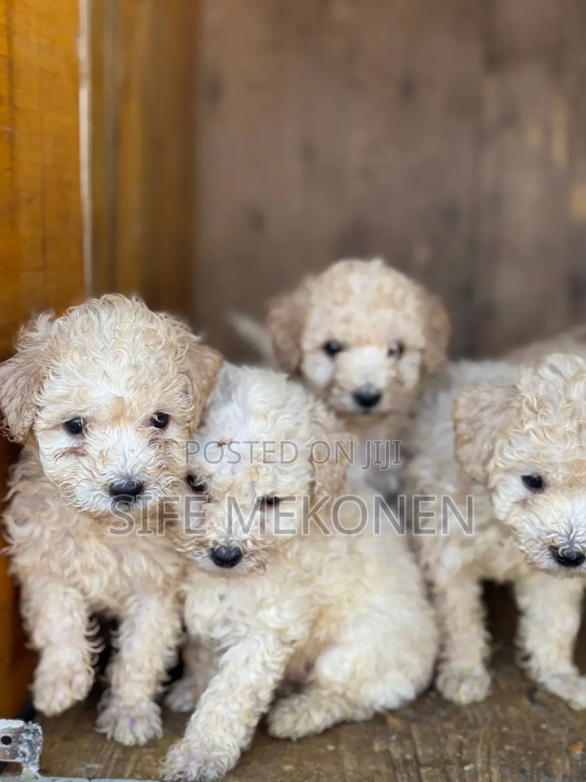 1-3 months Male Purebred Poodle