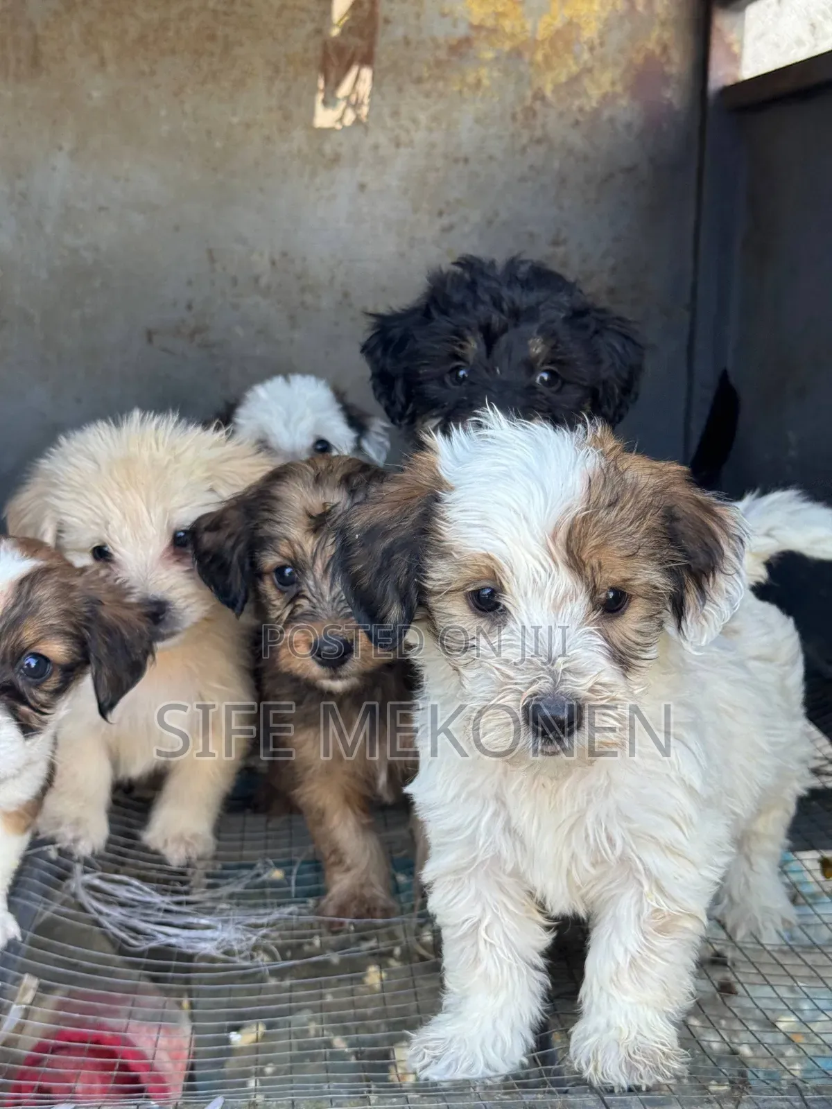 1-3 months Male Purebred Maltese