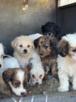1-3 months Male Purebred Maltese