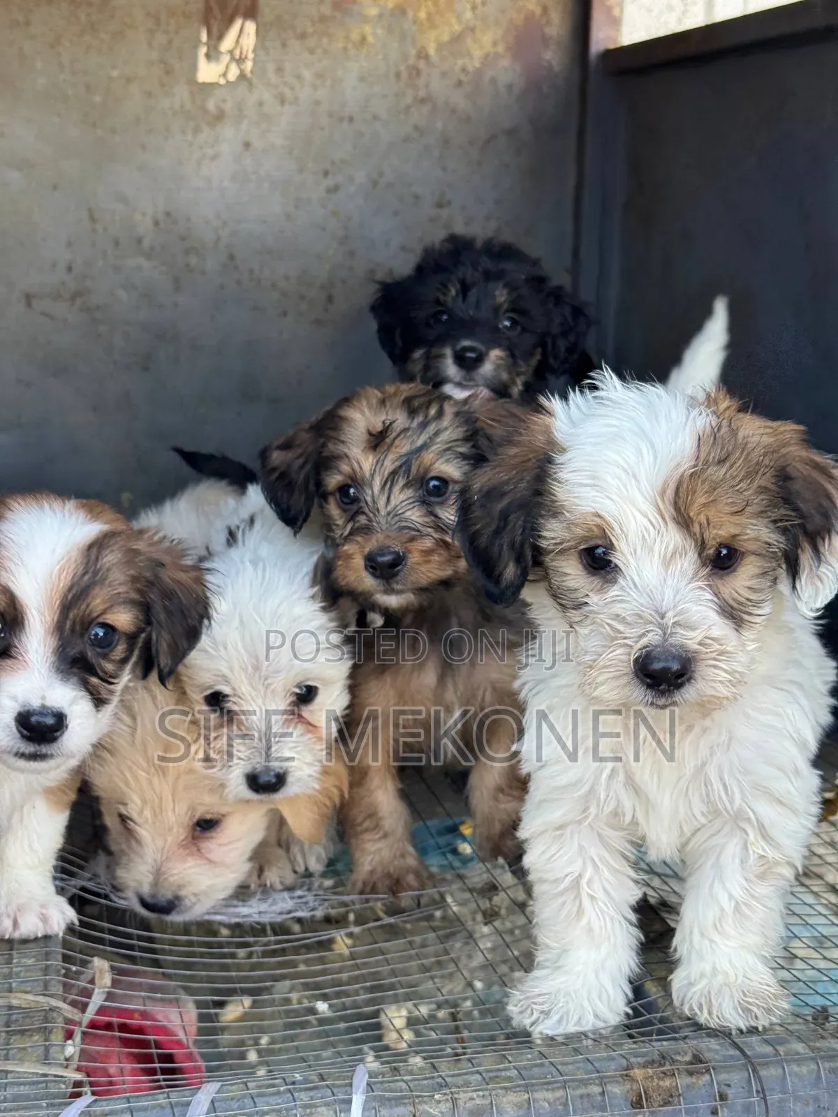 1-3 months Male Purebred Maltese