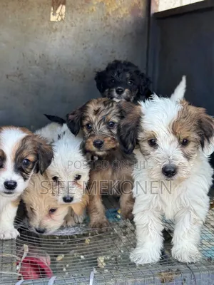 1-3 months Male Purebred Maltese
