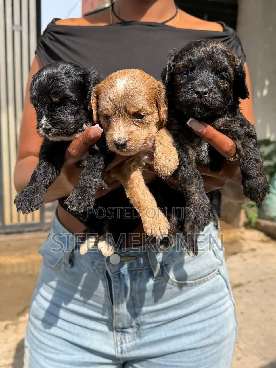 1-3 months Male Purebred Poodle