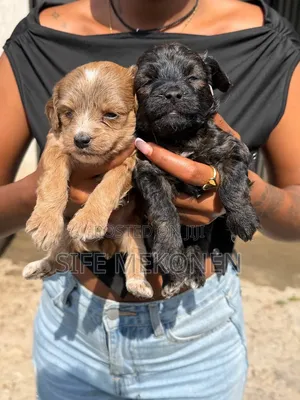 1-3 months Male Purebred Poodle