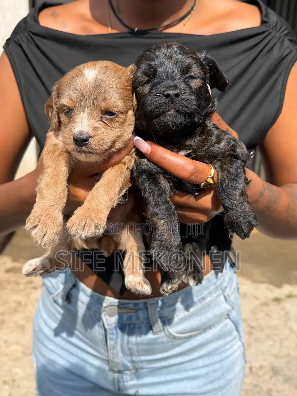 1-3 months Male Purebred Poodle