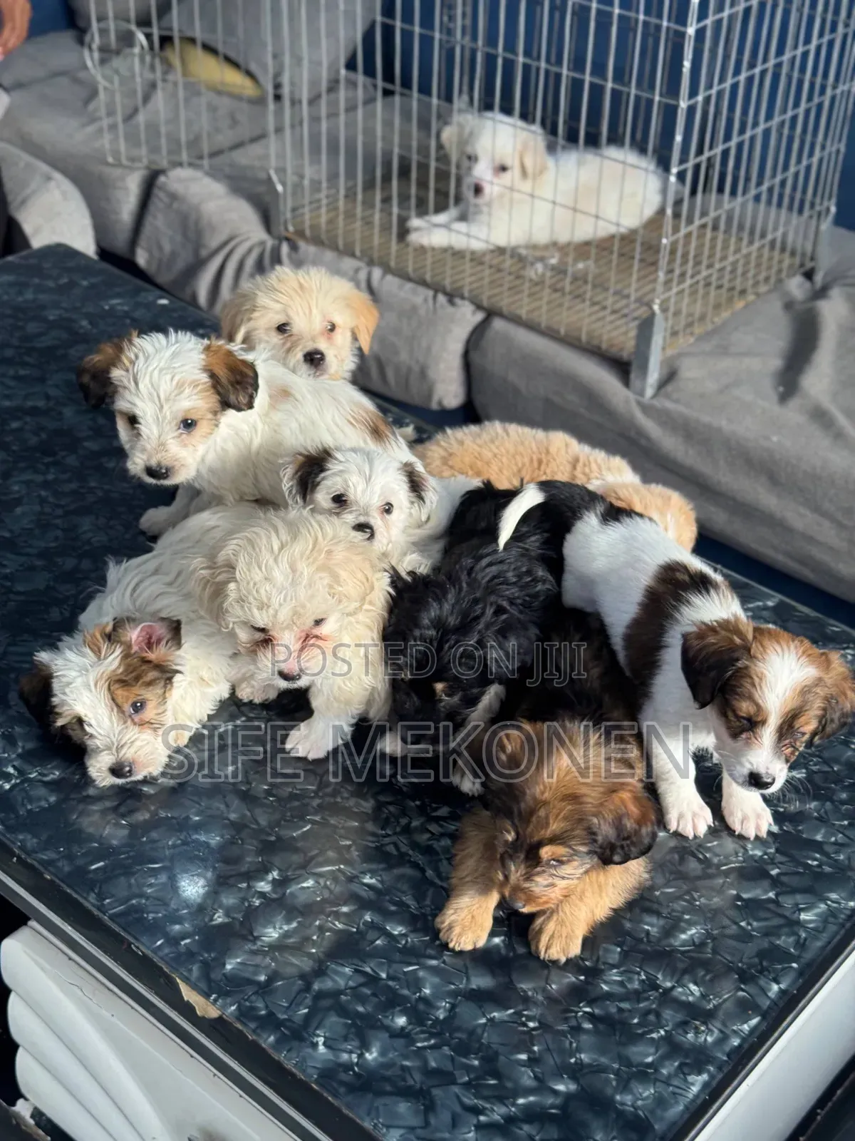 1-3 months Male Purebred Maltese