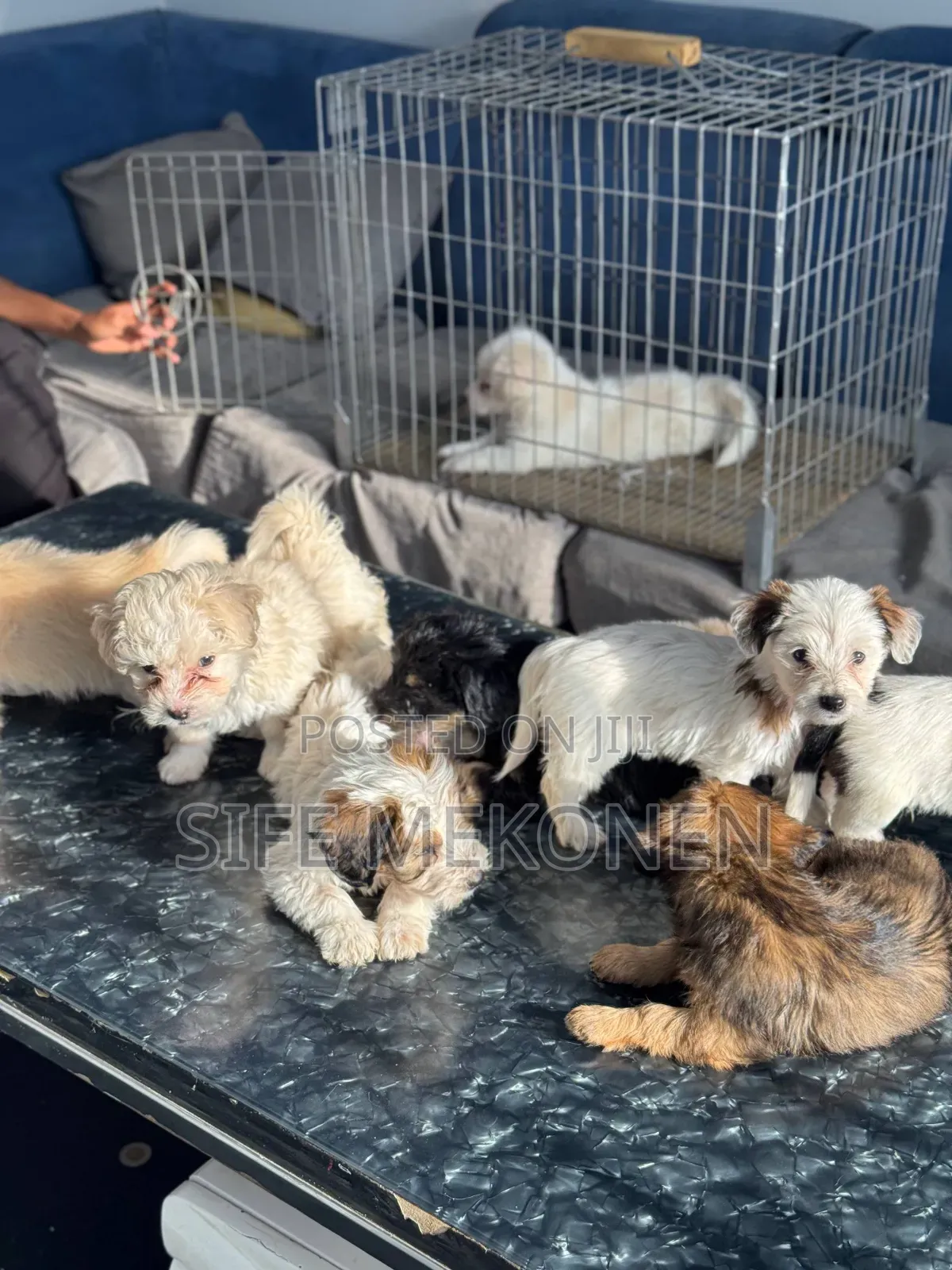 1-3 months Male Purebred Maltese