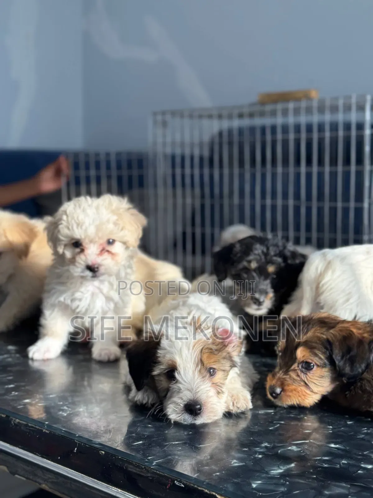 0-1 month Male Purebred Maltese