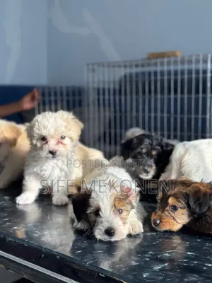 0-1 month Male Purebred Maltese