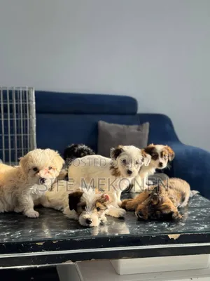 0-1 month Male Purebred Maltese