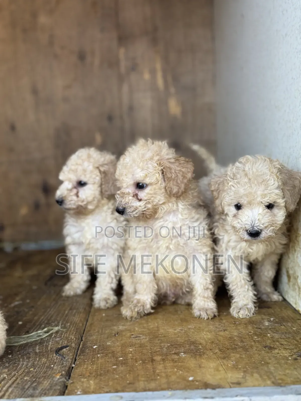 1-3 months Female Purebred Poodle