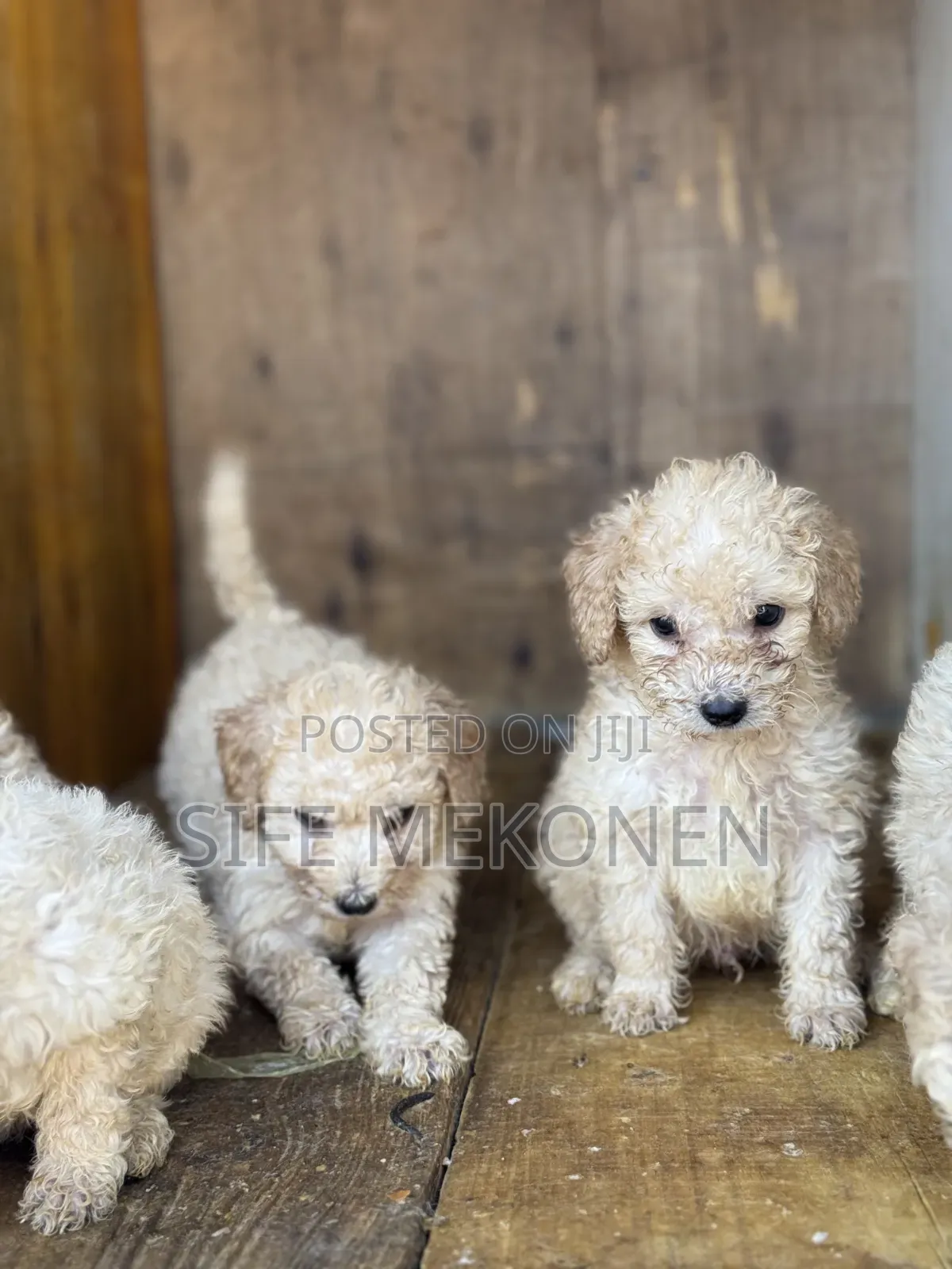1-3 months Female Purebred Poodle