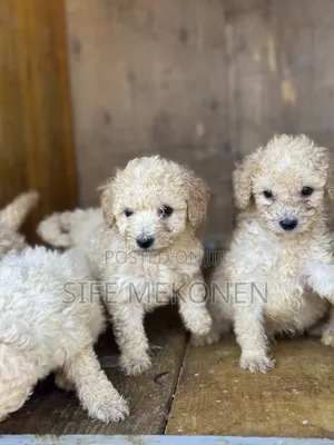 1-3 months Female Purebred Poodle