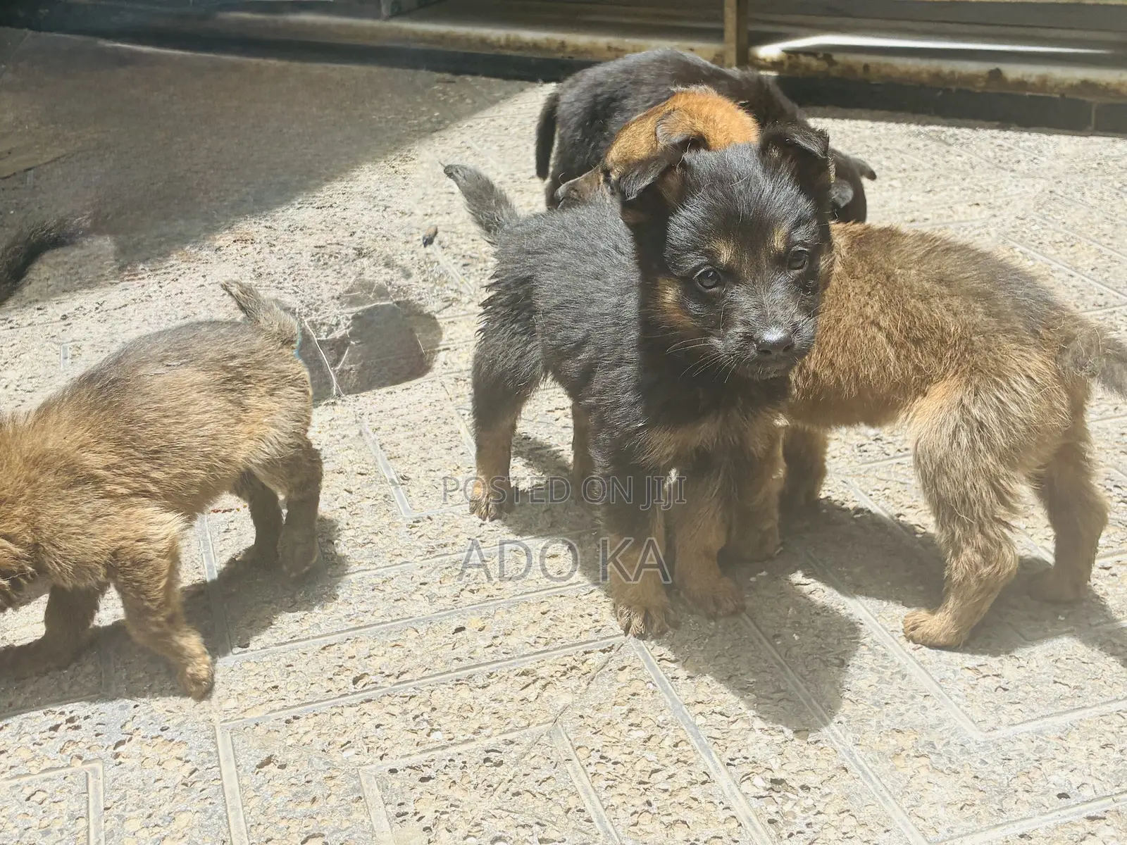 1-3 months Male Mixed Breed German Shepherd