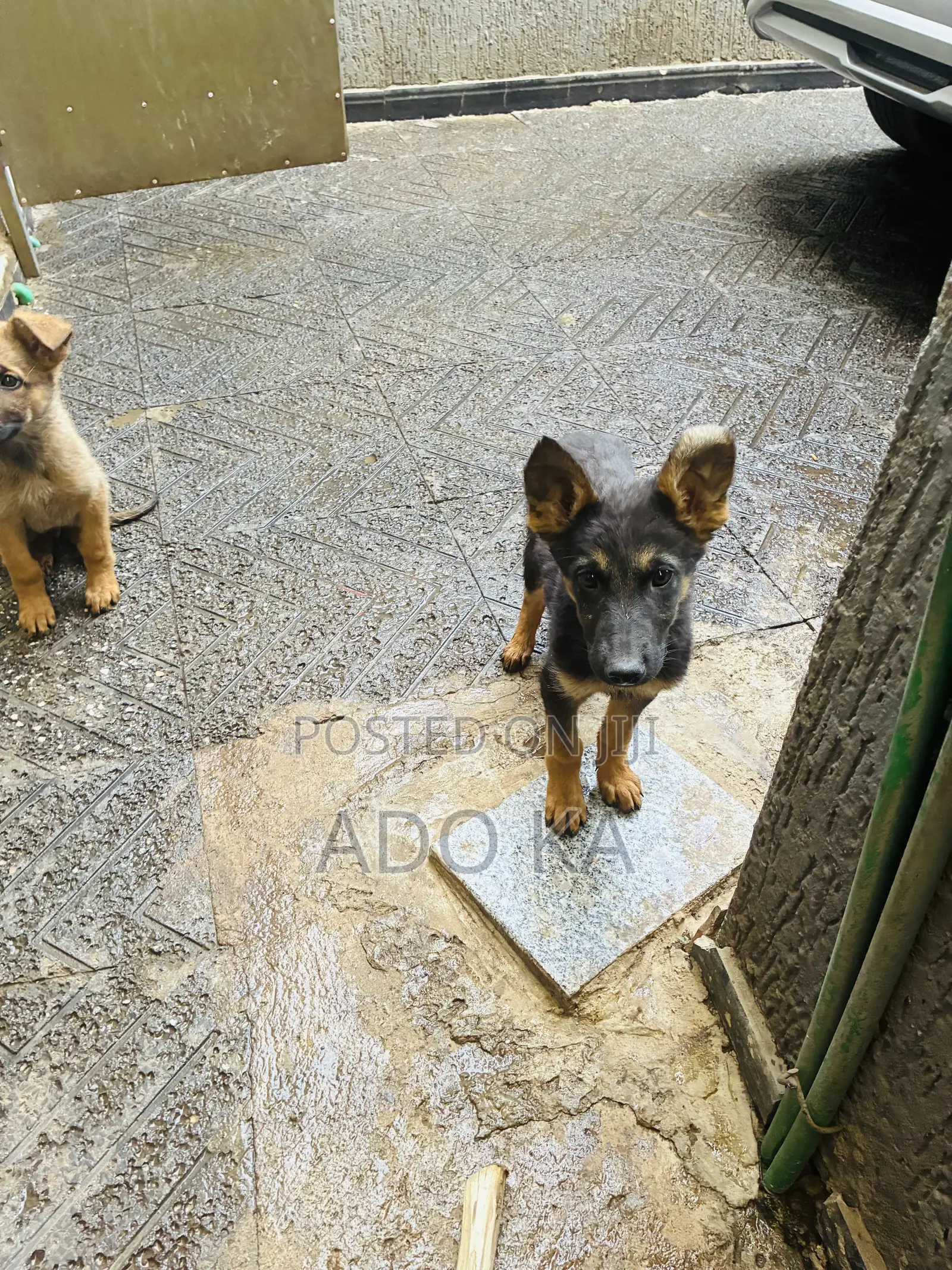1-3 months Male Mixed Breed German Shepherd