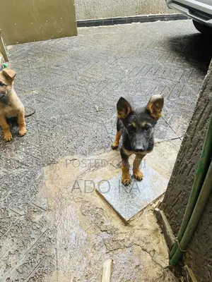 1-3 months Male Mixed Breed German Shepherd