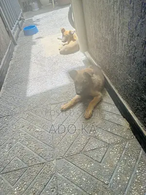 1-3 months Male Mixed Breed German Shepherd