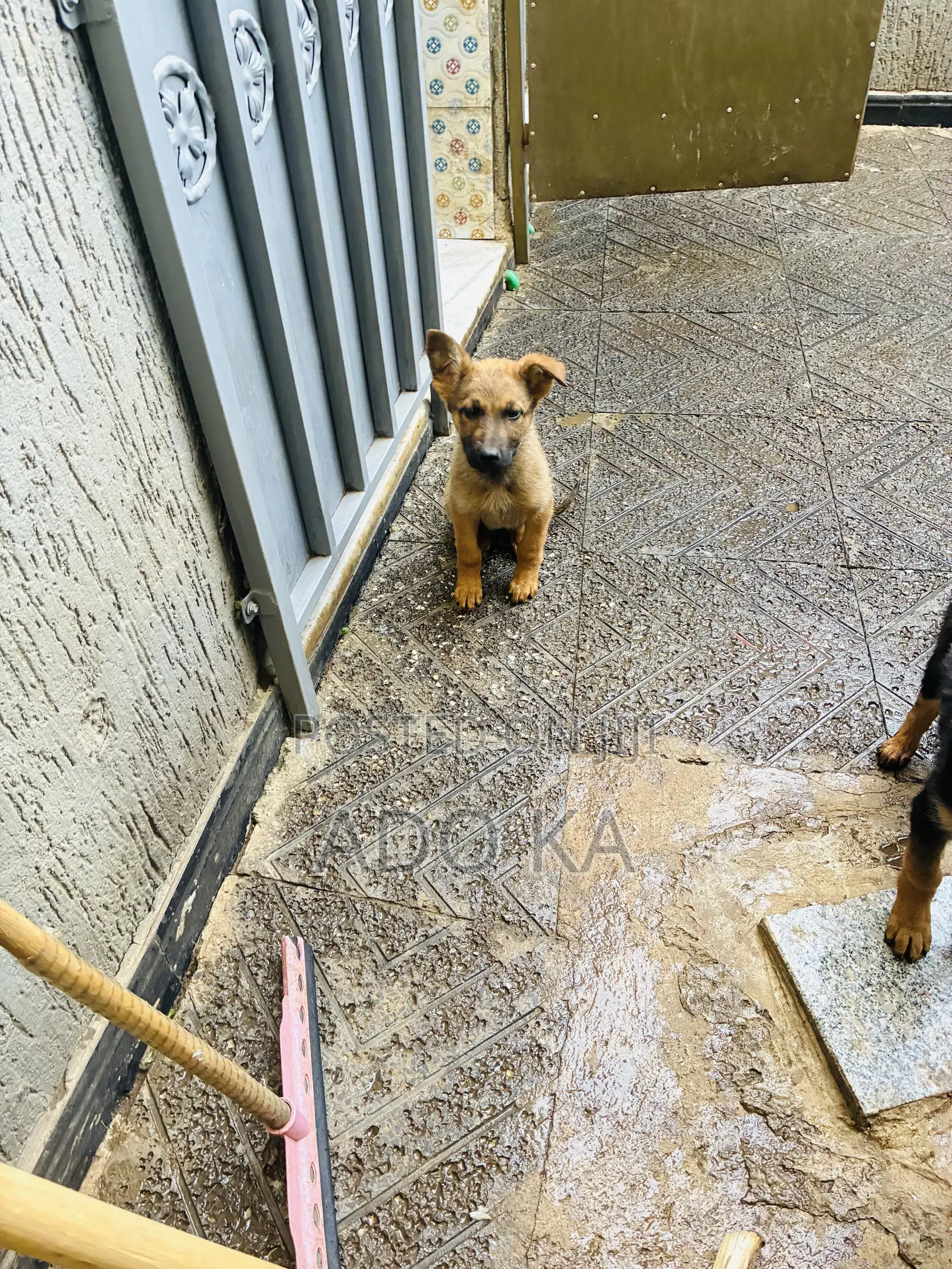 1-3 months Male Mixed Breed German Shepherd