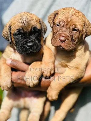 1-3 months Female Purebred Bullmastiff