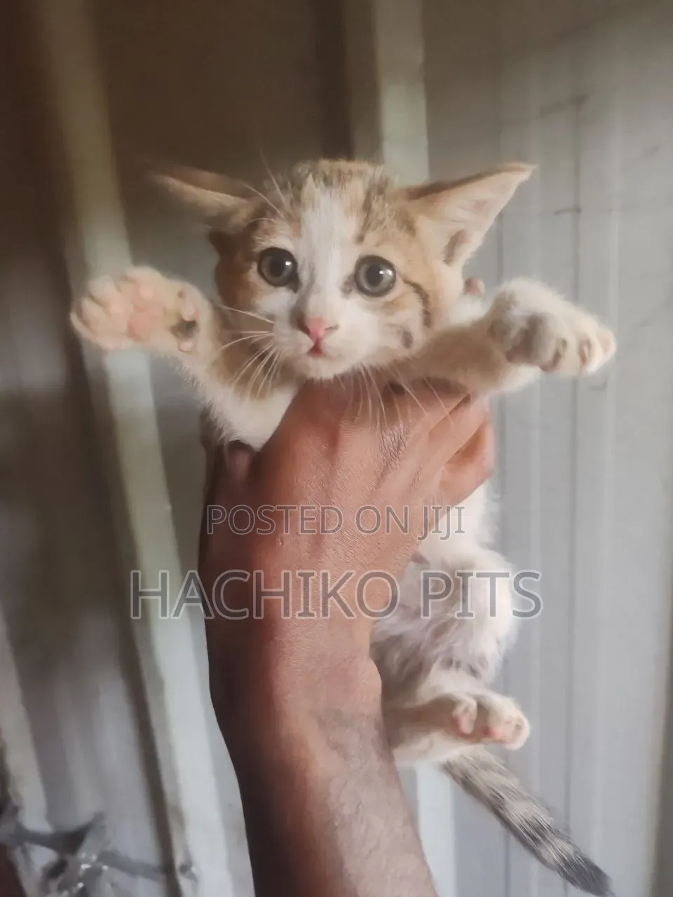 1-3 months Male Purebred American Shorthair