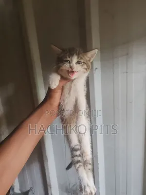 1-3 months Male Purebred American Curl