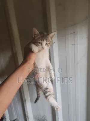 1-3 months Male Purebred Abyssinian