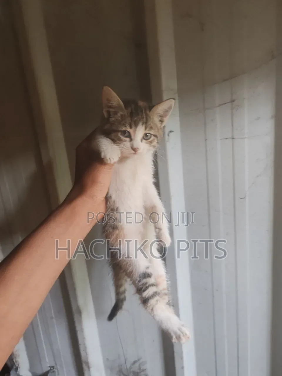 1-3 months Male Purebred Abyssinian
