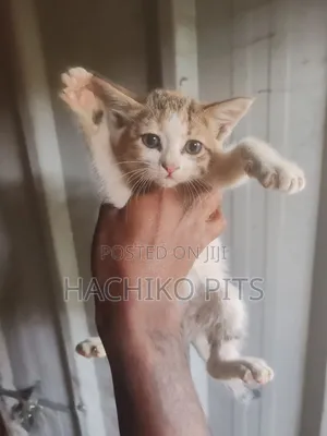 1-3 months Male Purebred American Shorthair